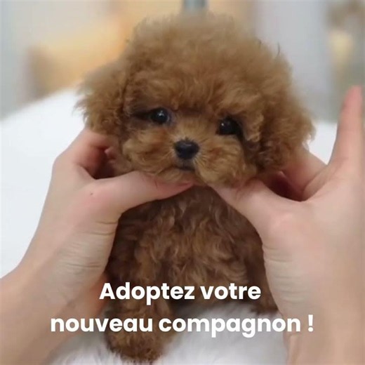 Adoption de Maltipoo dans toute la France