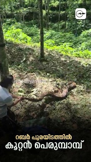 റബർ പുരയിടത്തിൽ കൂറ്റൻ പെരുമ്പാമ്പ് | python