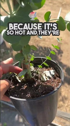 How to grow Eucalyptus plants? Why are my eucalyptus leaves drying on my plant, although it’s wet?