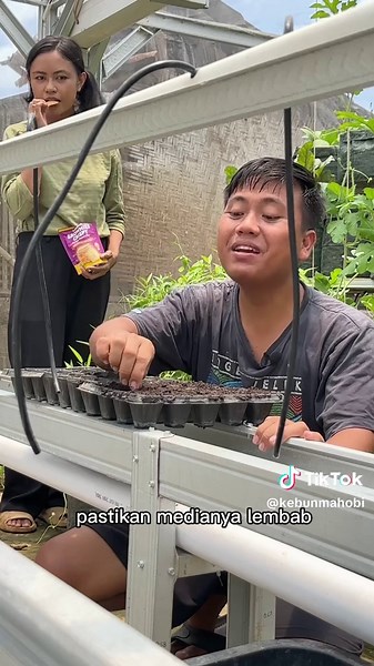 Cara Tanam Cabai Hidroponik Di Kebun Rumah