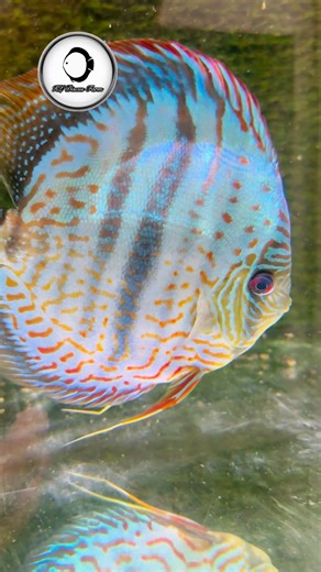 6.3K views · 285 reactions | Blue Moon Heckel Cross KL DISCUS FARM #discusfish #heckelcross #WildCross #discus #aquarium #fish #discustank #aqua | Jackson Keong | Facebook