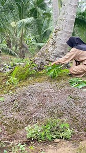 1M views · 29K reactions | Cabut rumput didepan rumah Yang mau pesan sama baju kaya aku disini https://chat.whatsapp.com/DWNRU7no7VQJ25ajzZtMbf Ownernya https://www.facebook.com/lina.maulida.75 | Lili marlina | Facebook