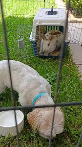31 reactions · 3 comments | Meeting Bunny ,eating his poo & playing fetch with my cousin Milou.My idea of a fun time珞. Love Bijou❤️ #dog #maltese #shihtzu #malshi #cutepets #malshiofinstagram #cavoodlesofinstagram #bunnylove #happydog #b #bekind #cavapoo #ballobsessed #goodvibes #love #cutepetclub #goodenergy | Bettina Bijou Tamberlin | Facebook