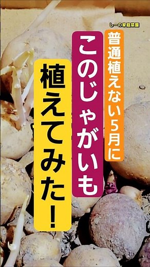 芽が出たじゃがいもを5月に植えてみた！非常識に挑戦！ちょっとだけ見せちゃいます《しーの家庭菜園》