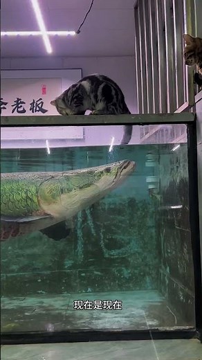 Arapaima Fish Attack Caught on Camera | Giant Monster Fish from Amazon River
