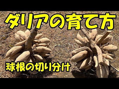 ダリアの育て方 球根の切り分け How to grow dahlias.