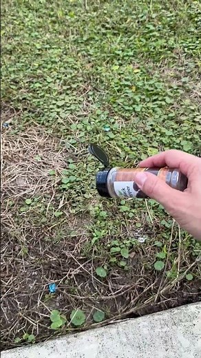 Black Pepper Stops Bugs Dead #PestControl #NaturalSolution #HomeHacks