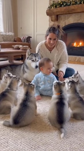 4.5K views · 96 reactions | OMG! 6 Husky Puppies Howling with a Baby — Pure Happiness! ❤️ #baby #dog #cute #adorable | Arifsora | Facebook