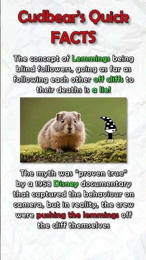 Quick Facts 4 - Lemmings #animation #education #animals