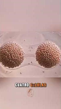 Inside the Body: How Twins Form! 🤯 #pregnancy