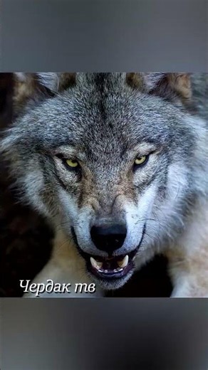 Wolves started catching dogs.