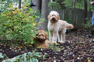 Cost of Labradoodle Puppy|Mandevilla Labradoodles