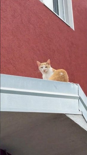 ROKI SE POPEO NA KROV