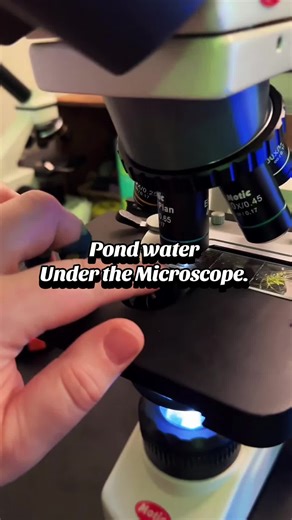 Highlight of last nights live: 1. Heliozoan 2. Pinnularia Diatom 3. Testate Amoeba 4. Spirogyra 5. Midgefly Larvae 6. Larvae and Charchesium 7. Trachelomonas 8. Gyrosigma 9. Gastrotrich 10. My dog 11. My cat 12. Pink Ranshorn Sample: Pond water 🔬 Motic BA310 #biology #microscope #pondwater