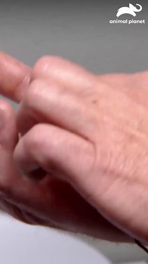 53K views · 503 reactions | Una oscura mancha en la cola del dragón barbudo no era moda, sino señal de alerta: tenía una picadura infectada 年啕 | Animal Planet Latinoamérica | Facebook