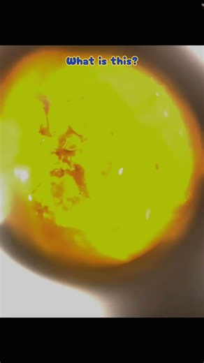 Any ideas what this could be in Amber? Fleshy, kind of like a slug. #burmite #slug #amberinsects
