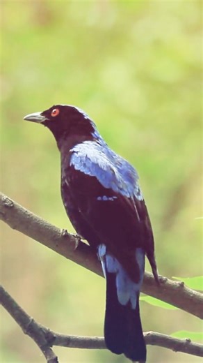 Asian Fairy-bluebird (Irena puella) 👇 The Asian Fairy-bluebird looks as if it has stepped out of a dream. The male glows in deep, electric blue with velvety black wings, while the female wears softer shades of turquoise and teal, blending gently with the forest light. Moving quietly through tropical canopies, it feeds on fruits and berries, pausing to let sunlight ignite its feathers into flashes of sapphire. Its voice is mellow and musical, drifting through the trees like a calm spell. Elegant