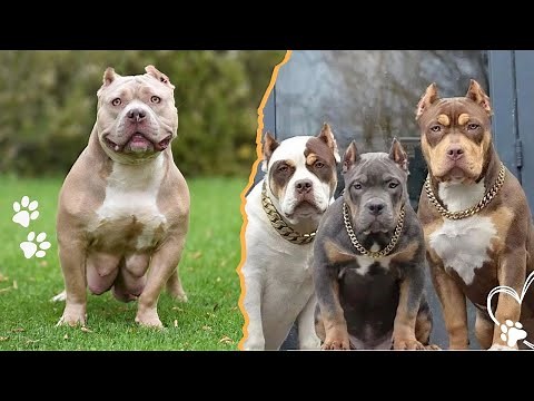4 Types of American Bully Dogs