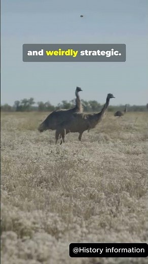 history information Emu war