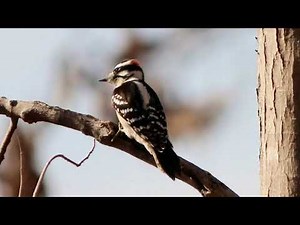 Downy Woodpecker Drumming Bird Sounds Video: Woodpecker Nature Sounds