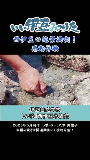 [Nishi-Izu Town] Izu Nature School Tombolo Nishi-Izu Aquarium (2025)