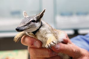Numbat Breeding Program