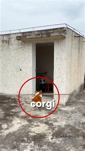 Corgi Solves Physics Trick 🧠 #shorts