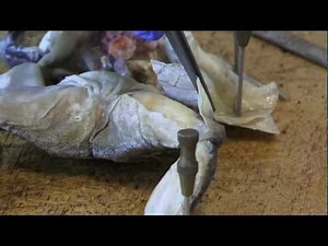 Frog Dissection - Part 5 - Exposing the Leg and Thigh