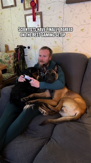 The absolute BEST setup for gaming, is with two dogs by your side, scientists confirmed. The scientists: Sandy Pandy, border collie x springer spaniel, age 8 Gingermalis “Dipshit” Atreus, Belgian Malinois, age 10 months