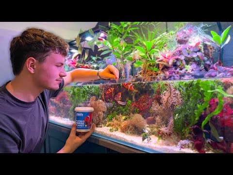 What I Actually Feed My Fish (After Years of Testing)