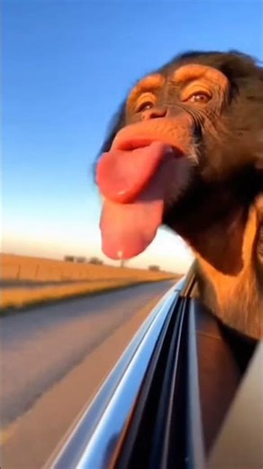 Chimp Enjoying Sunset Ride 😂🦧