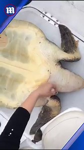 You can sense this sea turtle's relief 👏 | Daily Mail Video