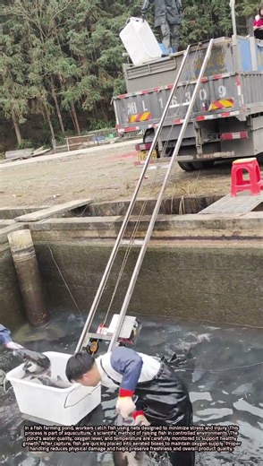 Scientific Fish Harvesting in Controlled Aquaculture Ponds