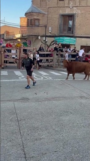 Impresionante Toro Marrón Cerril en Directo 😱 #toros #toroultra #bull