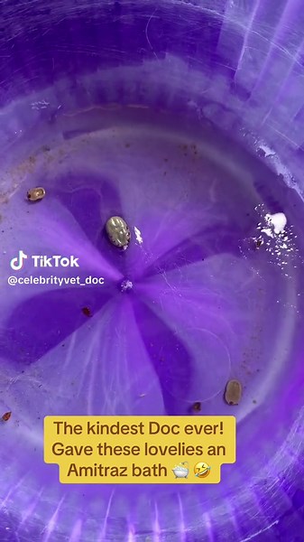 Ticks can have several negative effects on pets, including: 1. *Disease transmission*: Ticks can transmit diseases like Lyme disease, Rocky Mountain spotted fever,Babesiosis and ehrlichiosis. 2. *Anemia*: Heavy tick infestations can lead to anemia, especially in small or young pets. 3. *Skin irritation*: Tick bites can cause skin irritation, itching, and inflammation. # Prevention and Treatment 1. *Regular tick checks*: Regularly inspect your pet for ticks, especially after outdoor activities. 2