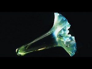 Hox Genes Regulation: Understanding the Molecular Homunculus