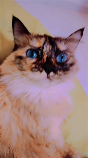 En Serio Karen ...🫢😂🥳🎉#gatostiktok #poppop #popitchallenge #kitty #miku