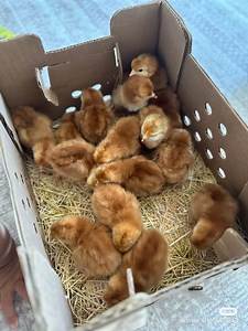 Poultry Farm Business Plan – Simplified #layerchickens #broilerchickens #agriculture #healthychicken #backyardchickens #NaturalFarming #farming #chicken #chickenfarm #poultryfarming | Poultry Tips