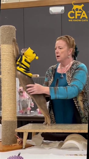 Our daily 𝗖𝗔𝗧 𝗖𝗢𝗦𝗧𝗨𝗠𝗘 𝗖𝗢𝗡𝗧𝗘𝗦𝗧 is always one of the biggest hits of the show for our guests. In fact it is such a 𝙗𝙞𝙜 𝙝𝙞𝙩 𝙬𝙚 𝙖𝙧𝙚 𝙙𝙤𝙞𝙣𝙜 𝙞𝙩 𝙏𝙒𝙄𝘾𝙀! 𝗖𝗼𝗺𝗲 𝘀𝗲𝗲 𝗳𝗮𝗻𝗰𝘆 𝗰𝗮𝘁𝘀 𝗱𝗿𝗲𝘀𝘀 𝘂𝗽 around lunchtime each day! For cats pre-entered in the show, only. Come See Amazing Cats 😻❤️🎉 at the PURR-FECT Cincinnati Area Cat Show & Adoption Event Nov. 29-30! 🐈 𝗦𝗘𝗘 𝗨𝗣 𝗧𝗢 𝟯𝟱 𝗕𝗘𝗔𝗨𝗧𝗜𝗙𝗨𝗟 𝗖𝗔𝗧 𝗕𝗥𝗘𝗘𝗗𝗦! ～ 𝗦𝗛𝗢𝗪 𝗔𝗖𝗧𝗜𝗩𝗜𝗧𝗜𝗘𝗦 