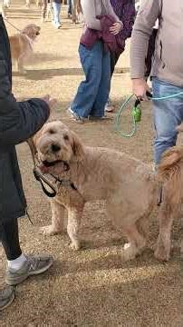 Jim Martin 2 Dogs Walk In Park