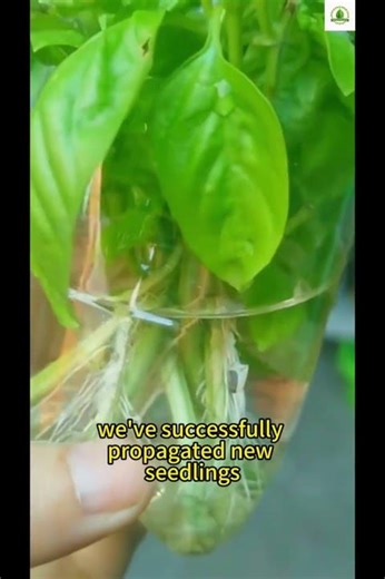 Basil Propagation | gardening tips #garden #indoorplants #gardening