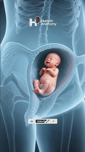 Miracle of Birth: How the Uterus Pushes the Baby