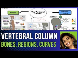 How To Remember Spine Anatomy (+ Mnemonics & Study Tips)