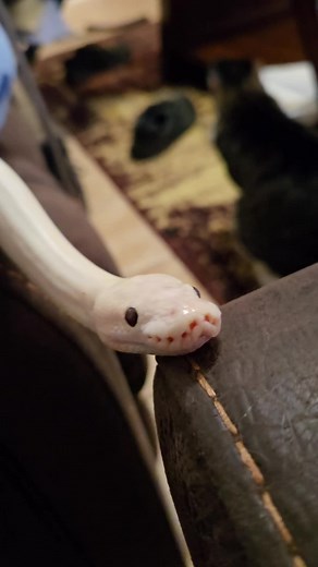 Blue-Eyed Lucy Ball Python Breeding Insights