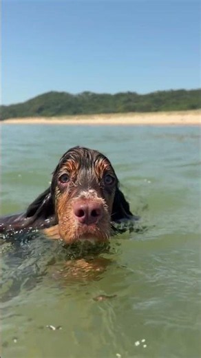 Tan English Show Cocker Spaniel cute sea swim puppy fetch