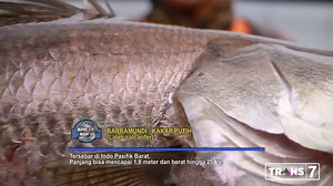 Strike! Spot mancing di Sungai Ciremai, Kabupaten Sambas ini ideal untuk menangkap kakap putih/barramundi. | TRANS7