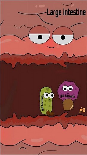 Why do we fart? #health #animation #funny