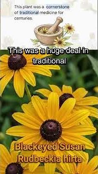 Blackeyed Susan(Rudbeckia hirta): Traditional Medicinal Uses and Botanical Facts
