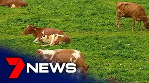 A pilot program focusing on sustainable and more lucrative farming is changing the way cows at Maleny Dairies are being put out to pasture. It found cows that ate a smorgasbord of eight different types of grasses and legumes are healthier and producing up to four litres more milk each, per day. "More importantly than anything, what has gone down, is the cost of production" - GrowMoor Biological, John Moor. Report on 7NEWS at 6pm. www.7NEWS.com.au #7NEWS | 7NEWS Sunshine Coast