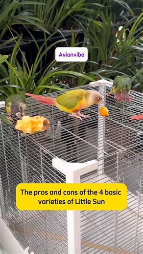 Avian on Instagram: "Which parrot breed is both the most beautiful and the healthiest? The answer will surprise everyone! #parrotlover #parrotsofinstagram #bird #petbirds #loverbirds #parrots #talkingparrot #cutepet #birds #cutepets #myparrot #parrotlife #foru"